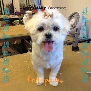 Meet your Posher, George